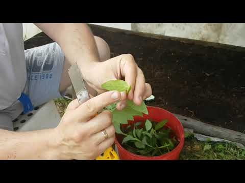 Видео: Вкорінення зеленим черенкуванням лохини (голубика) 14.07.21