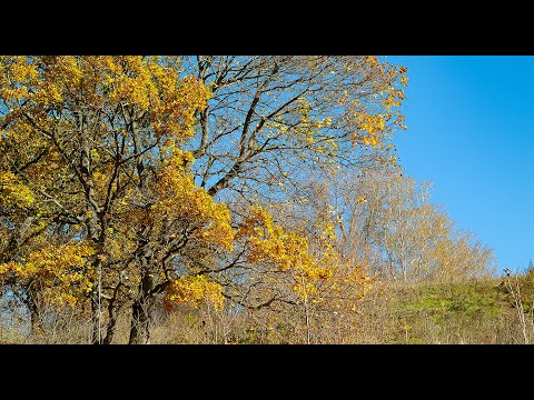 Видео: Осень в Поленово (фотоальбом)