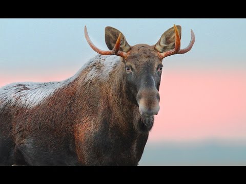 Видео: Лось во время гона. Киносъемка "на вабу". Elk during the rut.