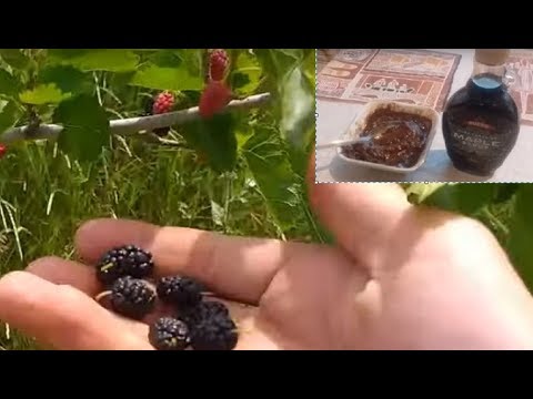 Видео: Шелковица чёрная, белая, красная. Тутовник, тютина, тутовое дерево, тута.