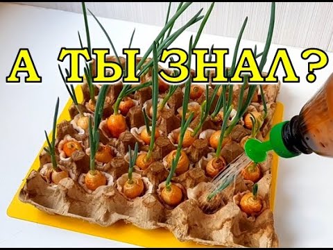 Видео: Гениальный способ выращивания ЗЕЛЕНОГО ЛУКА без земли👌👌👌