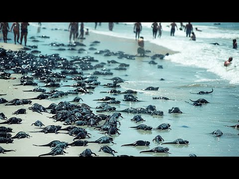 Видео: Если Увидишь Этих Животных Не Давай Им Жить