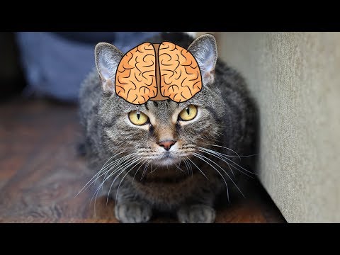 Видео: Как работает наша память? Виды памяти