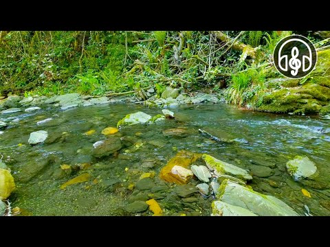 Видео: Нежные звуки горной реки с пением весенних птиц.