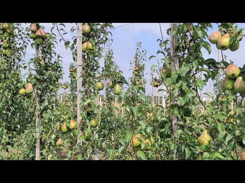 Видео: Ноябрська Молдови і Яблунівська.