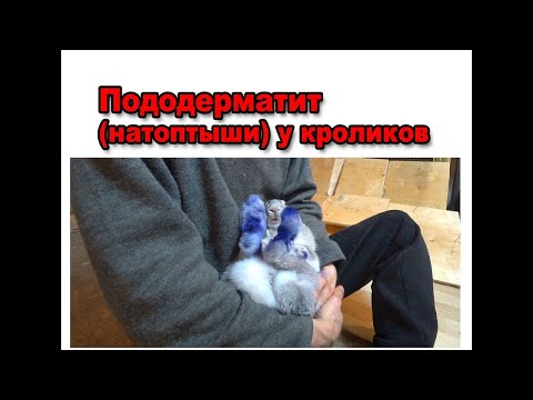 Видео: Пододерматит у кроликов.