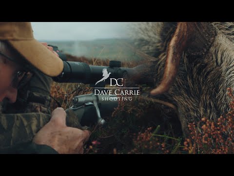 Видео: Охота на дальние просторы Шотландии (стрельба Дэйва Кэрри)