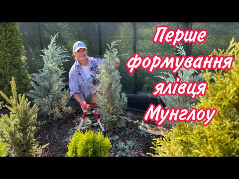 Видео: Перша формуюча стрижка ялівця скельного Мунглоу. 