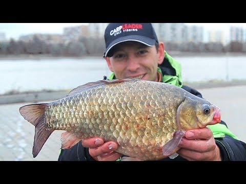 Видео: КАРАСЬ МУТАНТ в Москве реке на удочку.