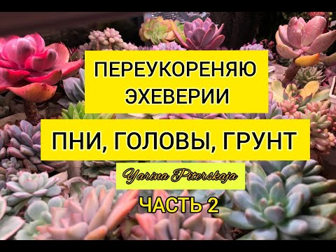 Видео: Обрезка эхеверий. Пни, головы, грунт. Часть 2.