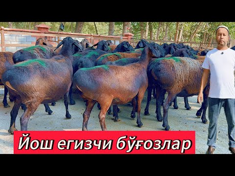 Видео: Йош 2 тишли бўғоз қўйлар🔥 хисори она бола қўйлар Дилмуродхожи ака фермасида