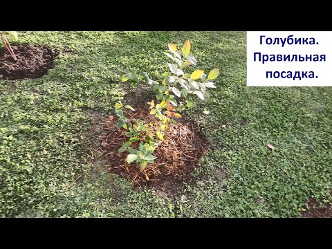 Видео: Голубика. Правильная посадка голубики.