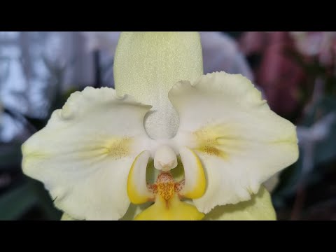 Видео: Как я провела Ночь перед Рождеством