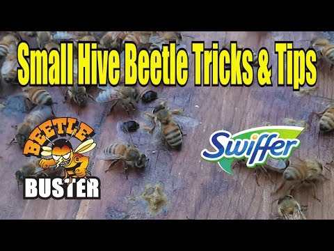 Видео: Советы и рекомендации по борьбе с мелкими жуками-короедами / Борьба с жуками-короедами