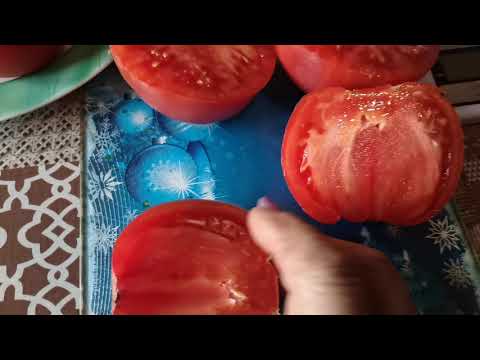 Видео: Обзор сорта - Циццио