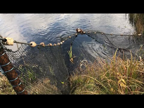 Видео: СКОЛЬКО МОЖНО ПОЙМАТЬ РЫБЫ БРЕДНЕМ ЗА ЧАС?!
