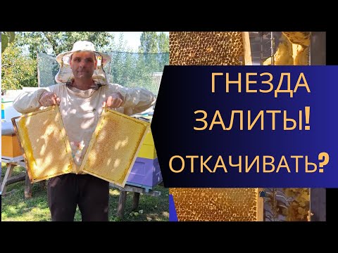 Видео: Гнезда полны мёда! Откачивать или нет? Ситуация...