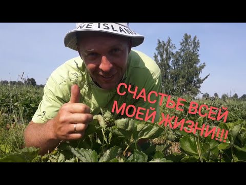 Видео: КЛУБНИКА МУТАНТ😯ДАЛИ НА СДАЧУ ЗЕФИРА... 1 ОБЕД ЗА МЕСЯЦ)))