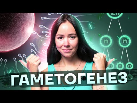 Видео: Гаметогенез: главная тема в ЕГЭ по биологии 2025 | Умскул