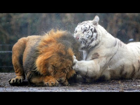 Видео: Реальные схватки Льва с Тигром. Битва Титанов !!!