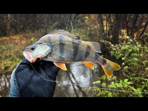 Видео: ОТКУДА В ЭТОМ РУЧЬЕ СТОЛЬКО РЫБЫ??? / РЫБАЛКА на СПИННИНГ в СТИЛЕ МИКРОДЖИГ и МОРМЫШИНГ