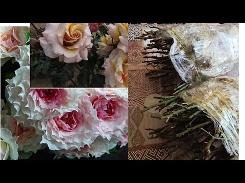 Видео: 8/11/25✅ Японские саженцы роз🌹 из питомника ✅Vardomania,🇬🇪 Грузия. ✅ https://vardomania.ge