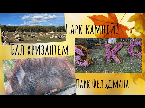 Видео: Бал хризантем! Парк Фельдмана, эко парк! #экопарк #хризантема #ecopark #врек #mashkakudrashka 