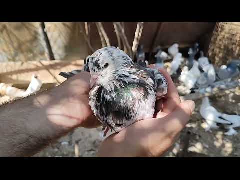 Видео: Бойние голуби. В гостях у Мамуки. 20.07.22 Грузия