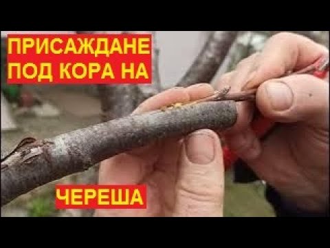 Видео: № 612   Урок № 2. Присаждане на възрастна череша на ПОД КОРА - 05.03.2023 г.