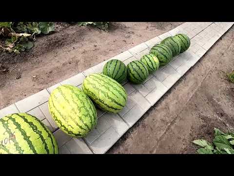 Видео: Сорвал 16 арбузов, итоги сезона.