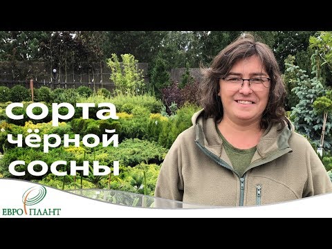 Видео: Немного о сортах черной сосны.