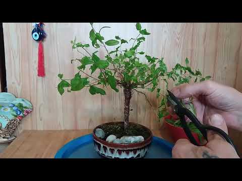 Видео: Бонсай из граната стиль метла Pomegranate style bonsai broom