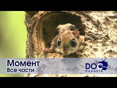 Видео: Момент. Все части - Документальный фильм