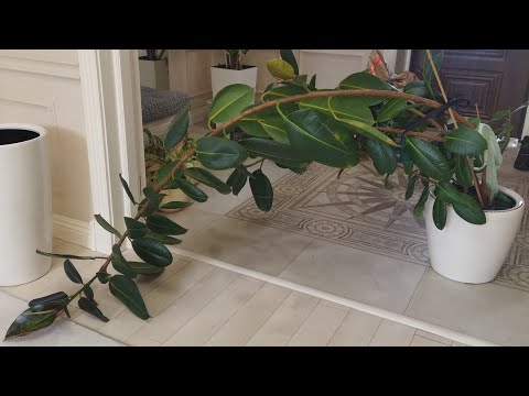 Видео: Фикус/Обрезка большого фикуса/#обрезкафикуса . #фикус #обрезкафикуса