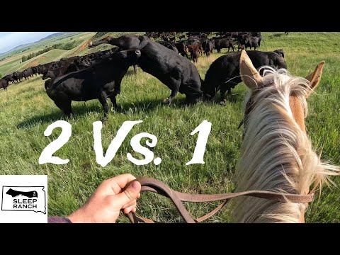 Видео: Безумный бой быков!