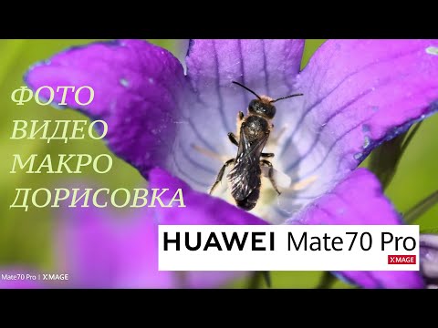 Видео: HUAWEI MATE 70 PRO / ТОЧНЫЙ ЦВЕТ / ФОТО И ВИДЕОВОЗМОЖНОСТИ / МАКРО / ДОРИСОВКА