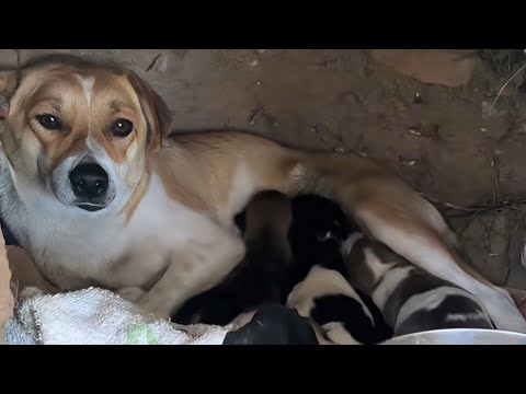 Видео: Однажды ночью мать бездомной собаки подошла к двери, в поисках помощи.