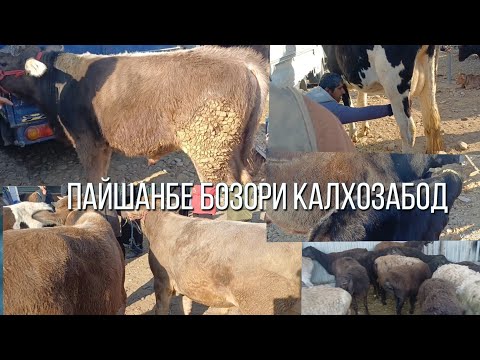 Видео: ПАЙШАНБЕ БОЗОРИ КАЛХОЗАБОД 👍 👍 