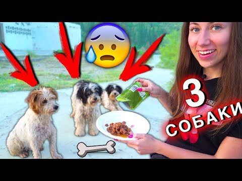 Видео: КОРМИМ СОБАК НА Заброшенном Острове Духов Спасаем от Голода | Elli Di Pets