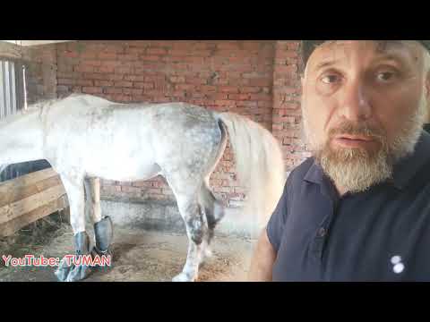 Видео: укрепления копыт у Орловского Рысока . Лошади, Туман. жеребец.