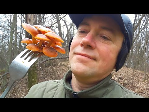 Видео: ИДИТЕ В ЛЕС И ЕШЬТЕ ЗИМНИЙ ОПЁНОК! Как употреблять, чтобы сохранить пользу Фламмулины?