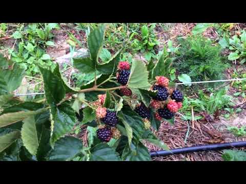 Видео: Ожина Black Magic .Д.П. Батьків сад.