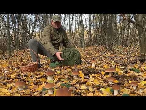 Видео: Листопад майже Зима! - А Ліс ЗАСІЯНИЙ ГРИБАМИ !!! РОЗГОРТАЄШ ЛИСТЯ / А ТАМ  ???????? ГРИБИ РОСТУТЬ 