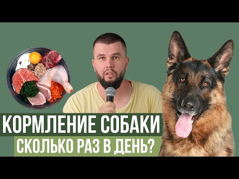 Видео: Кратность кормления собаки