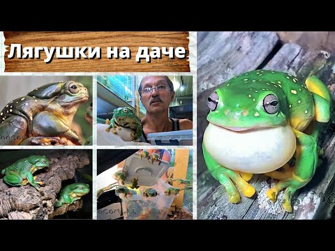 Видео: Лягушки на даче. Litoria splendida tree frog