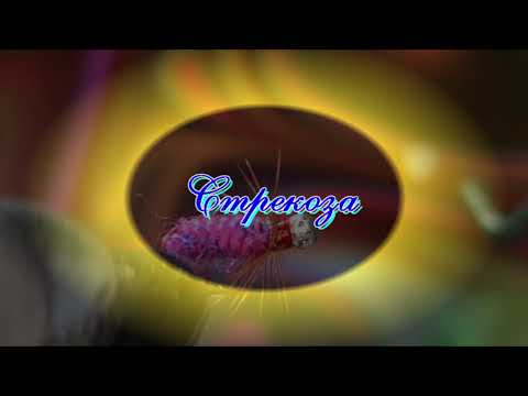 Видео: Стрекоза