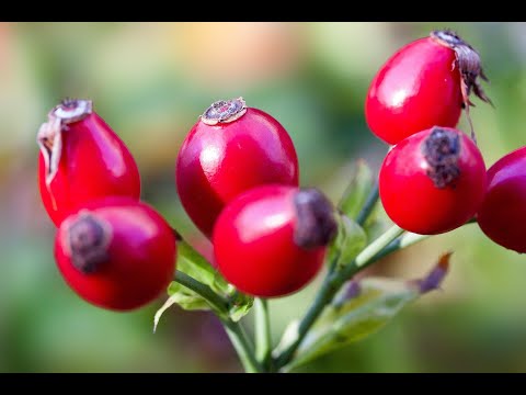 Видео: Избрано от "Бразди": Преработката на шипки в България, "Бразди", 27.08.2022