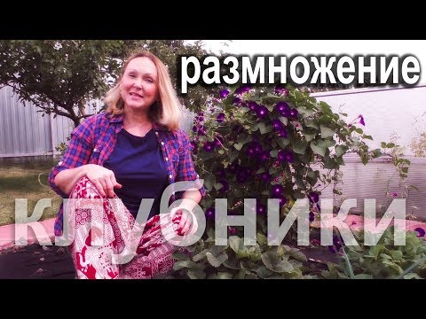 Видео: Как правильно размножать клубнику или садовую землянику.