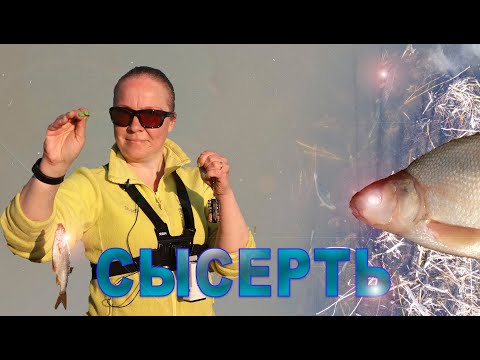 Видео: Лещ идет на нерест. Рыбалка в Верхней Сысерти.