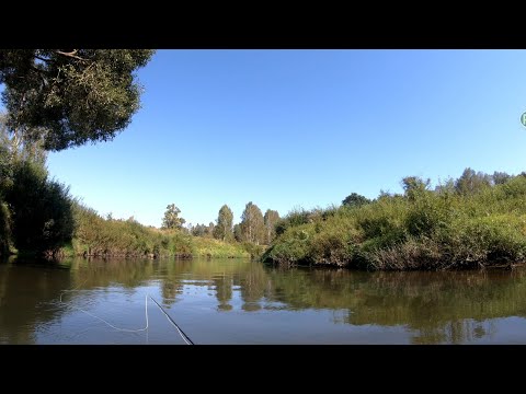Видео: Голавль в сентябре. Ловля на перекате в забродку.
